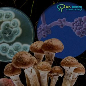 Consulta Virtual Terapia Holística