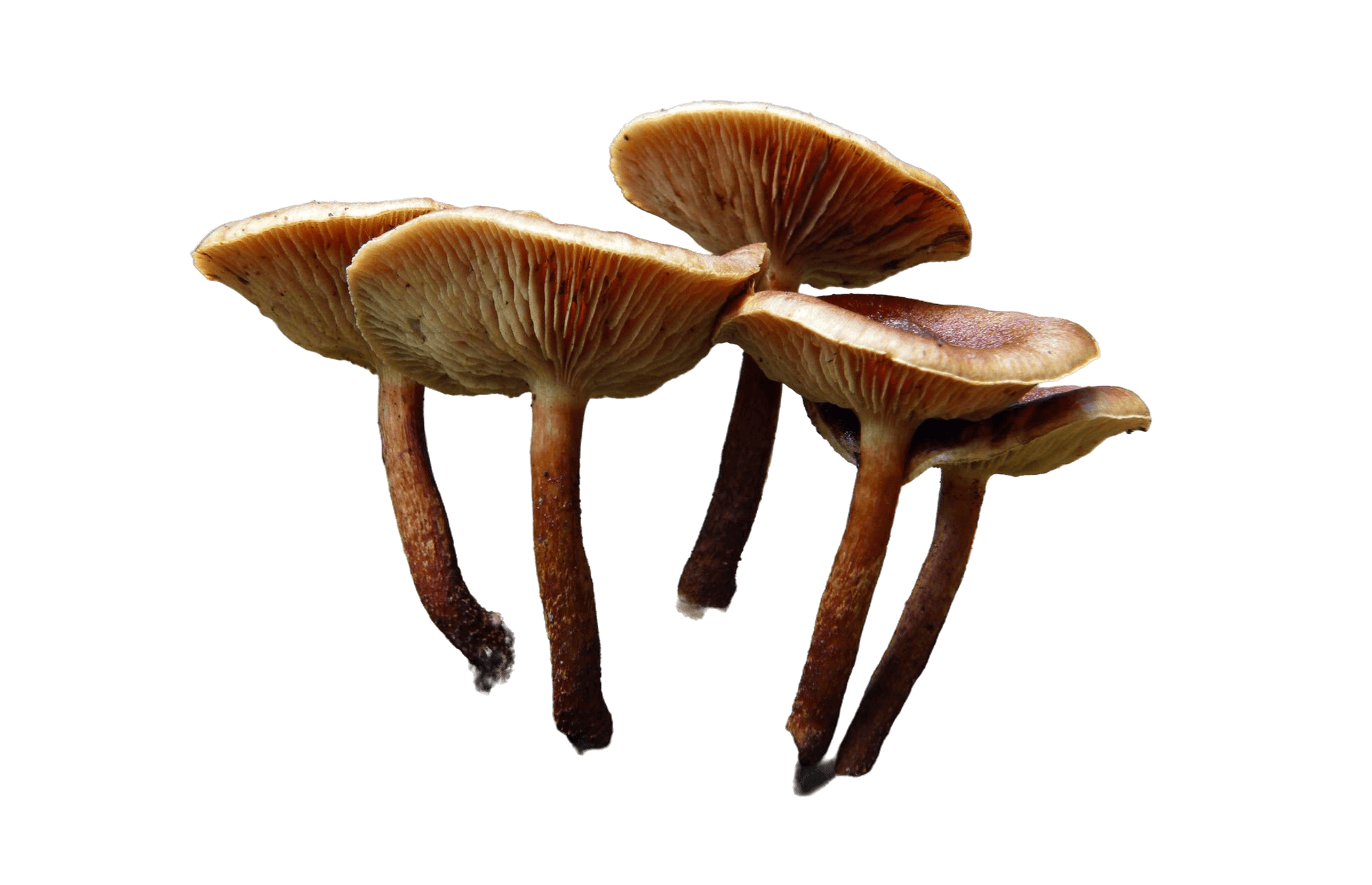 Hongo Reishi — Quásar Salud