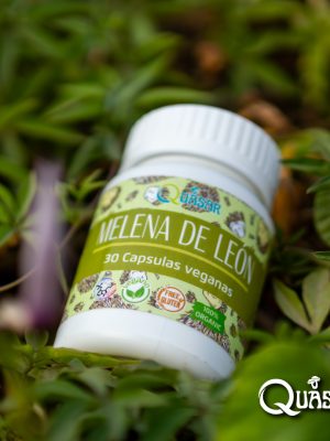 Melena de León (Hericium erinaceus)